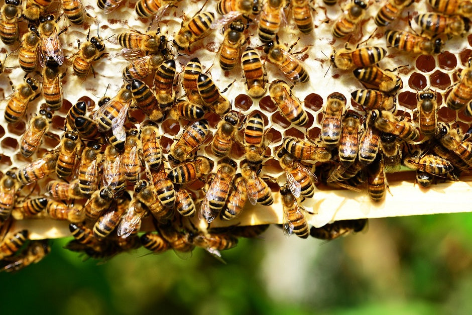 DIE PERFEKTION DER NATUR: EINE MATHEMATISCHE SICHTWEISE